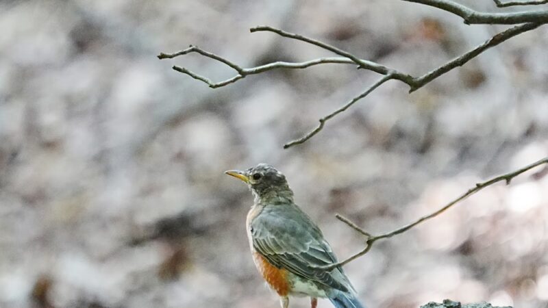 Irvington Woods - Irvington, NY