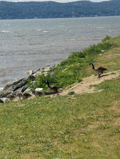 Matthiessen Park - Irvington, NY