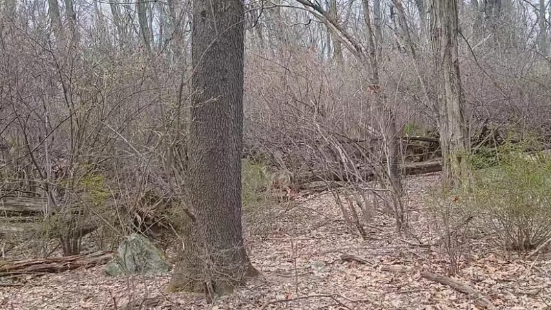 Taxter Ridge - Irvington, NY