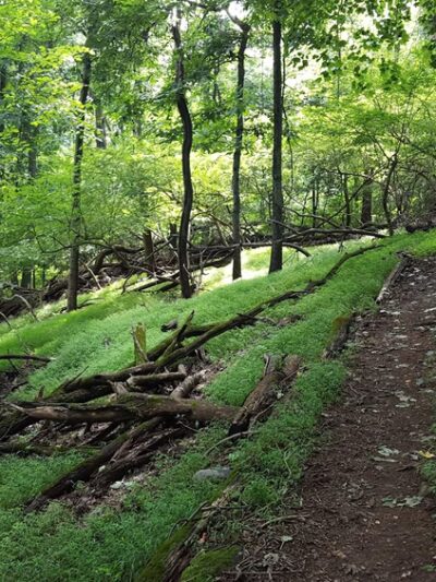 Taxter Ridge - Irvington, NY