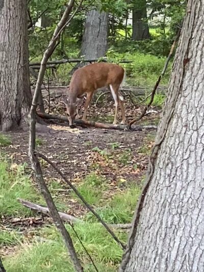 Kennedy Park - Iselin, NJ