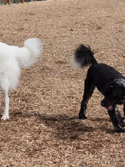 Issaquah Highlands Bark Park - Issaquah, WA