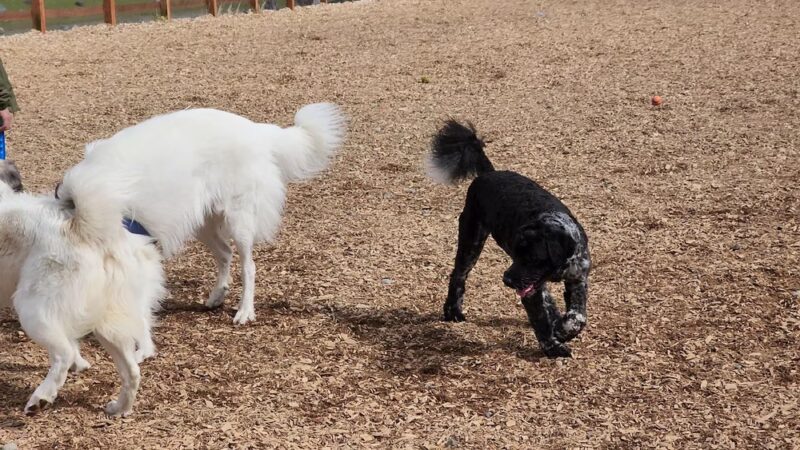 Issaquah Highlands Bark Park - Issaquah, WA