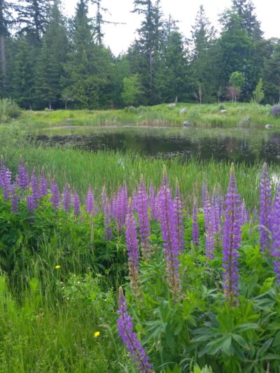 Issaquah Highlands Bark Park - Issaquah, WA