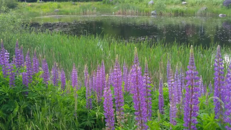Issaquah Highlands Bark Park - Issaquah, WA