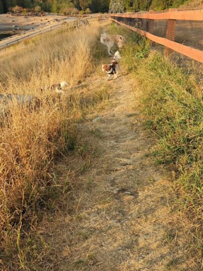 Dog Park - Issaquah, WA