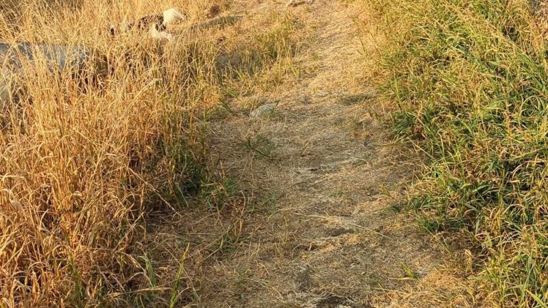 Dog Park - Issaquah, WA