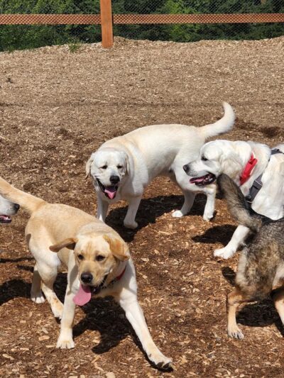 Dog Park - Issaquah, WA