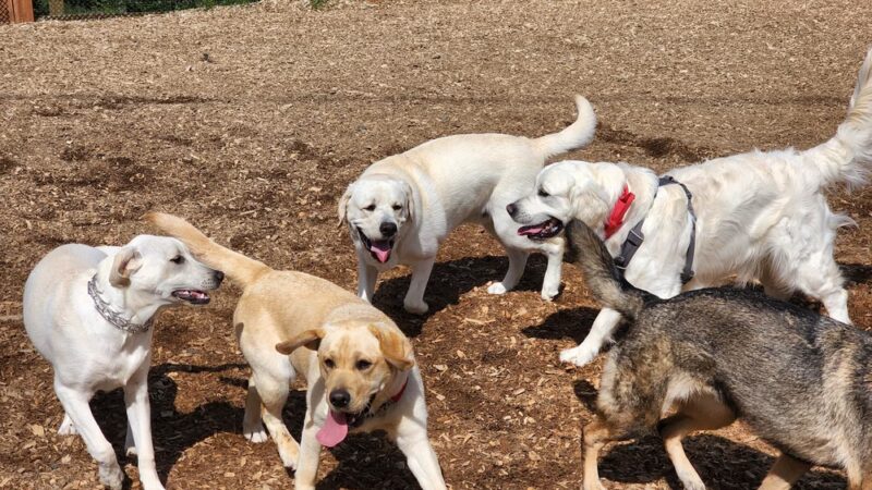 Dog Park - Issaquah, WA