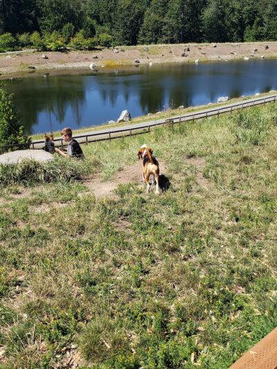Dog Park - Issaquah, WA