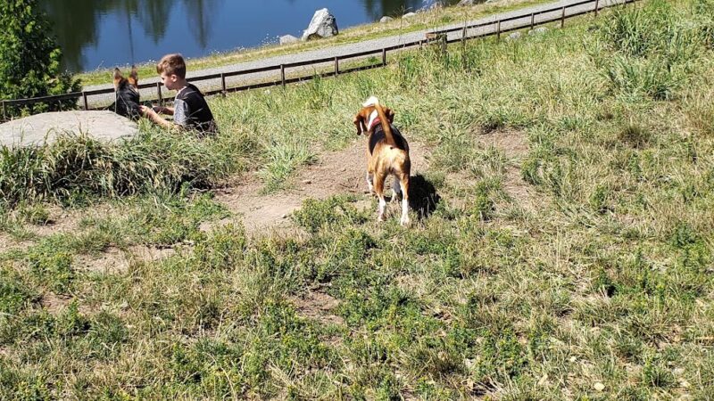Dog Park - Issaquah, WA