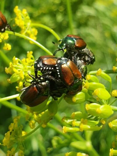 Campbell Meadows Natural Area - Ithaca, NY