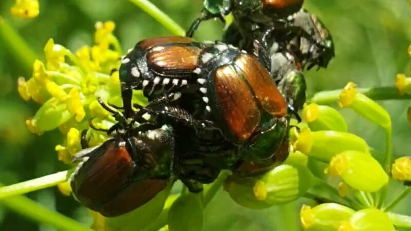 Campbell Meadows Natural Area - Ithaca, NY