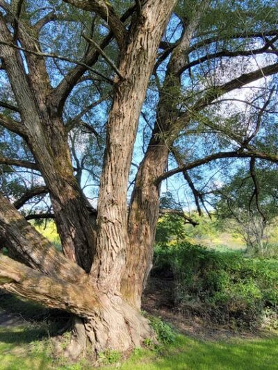 Campbell Meadows Natural Area - Ithaca, NY