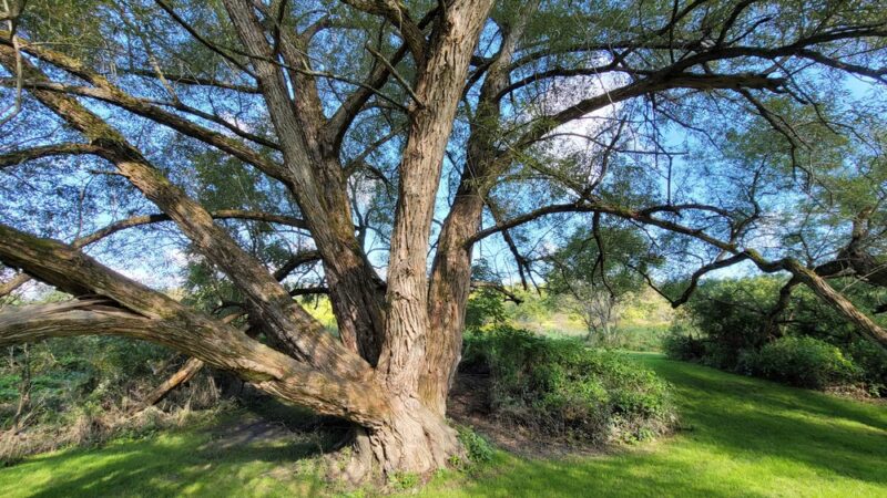 Campbell Meadows Natural Area - Ithaca, NY