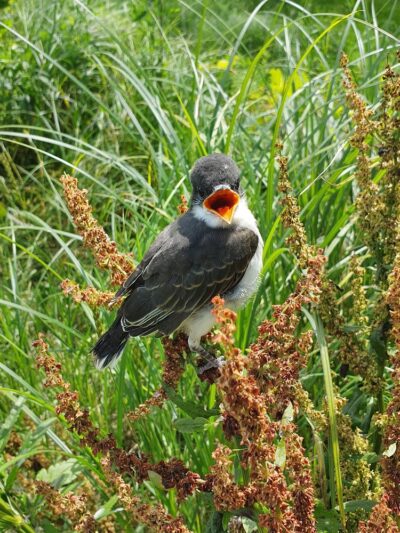 Campbell Meadows Natural Area - Ithaca, NY