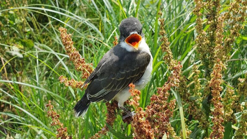 Campbell Meadows Natural Area - Ithaca, NY