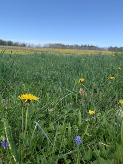 Cornell Recreation Connection Park - Ithaca, NY