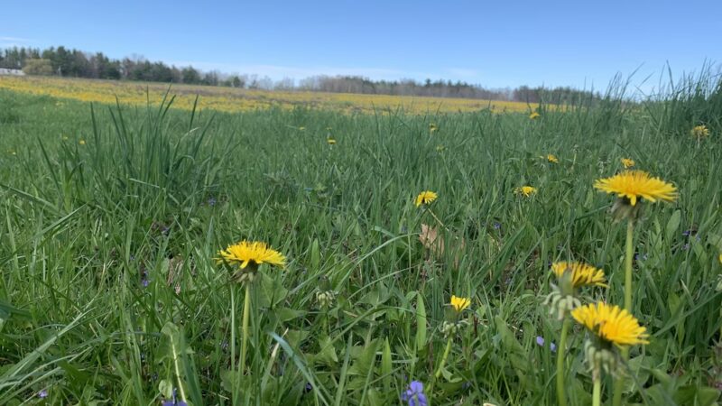 Cornell Recreation Connection Park - Ithaca, NY