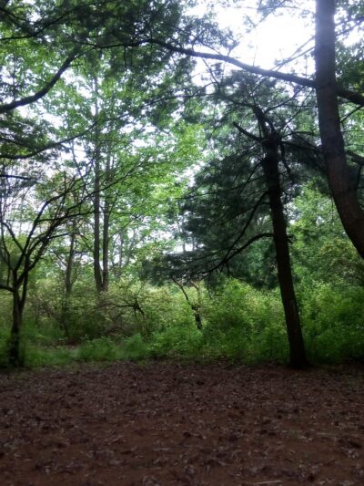 Philip R. Dankert Village Park - Ithaca, NY