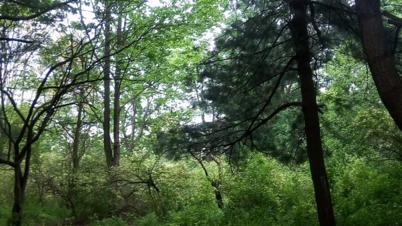 Philip R. Dankert Village Park - Ithaca, NY