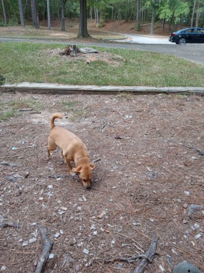 Jim Rampey Recreation Area Boat Ramp - Iva, SC