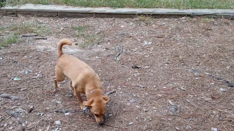 Jim Rampey Recreation Area Boat Ramp - Iva, SC