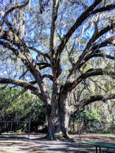 Alberts Field - Jacksonville, FL