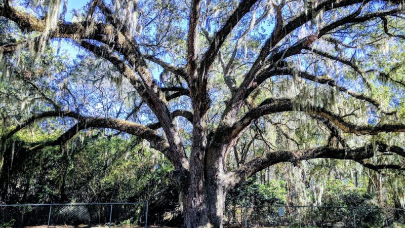 Alberts Field - Jacksonville, FL