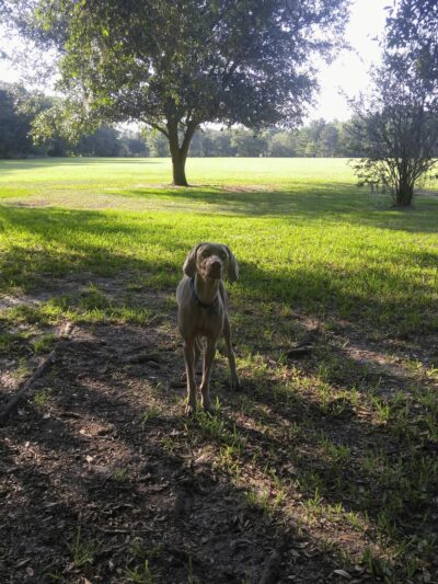 Alexandria Oaks Park - Jacksonville, FL