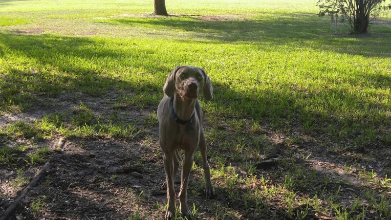 Alexandria Oaks Park - Jacksonville, FL
