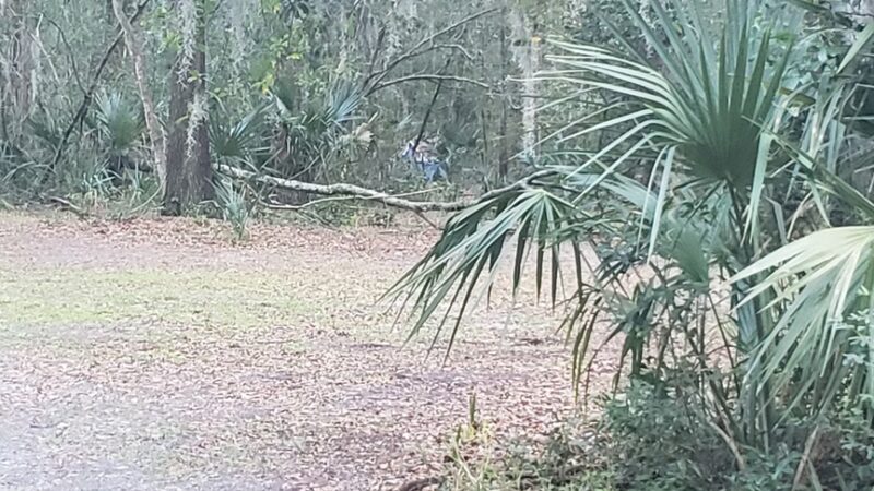 Archie Dickinson Park - Jacksonville, FL