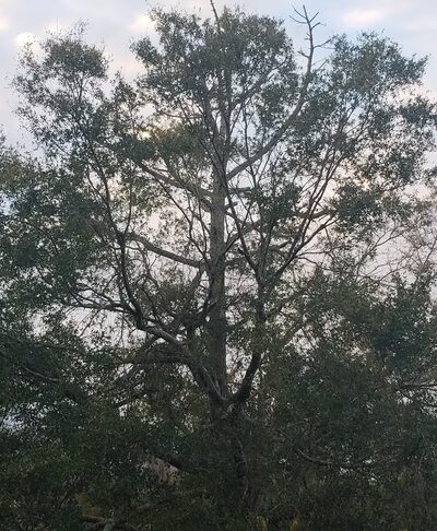 Archie Dickinson Park - Jacksonville, FL