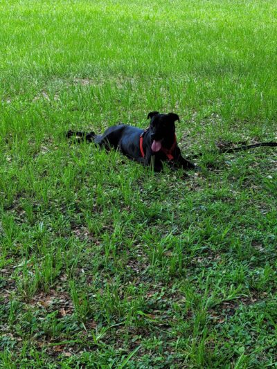Arlingwood Park - Jacksonville, FL