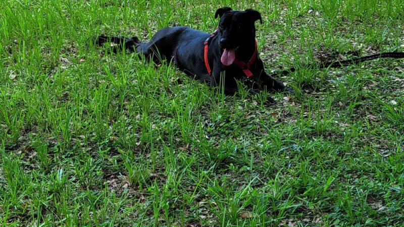 Arlingwood Park - Jacksonville, FL