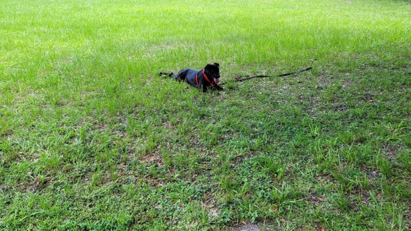 Arlingwood Park - Jacksonville, FL
