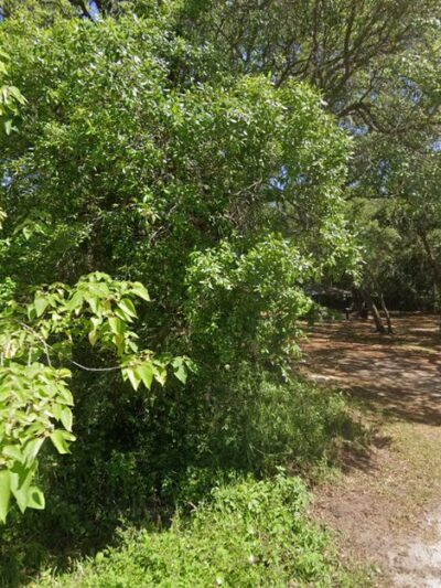 Atlantic Highlands Park - Jacksonville, FL