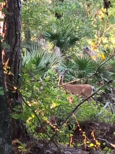 Baldwin Rail Trail: Trail Side Park - Jacksonville, FL