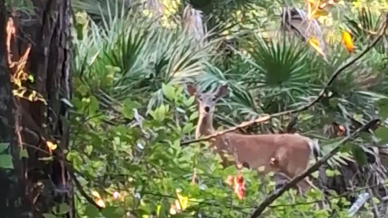 Baldwin Rail Trail: Trail Side Park - Jacksonville, FL