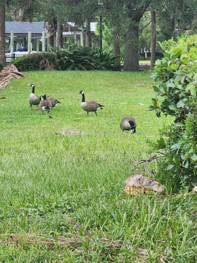 Bettes Park - Jacksonville, FL