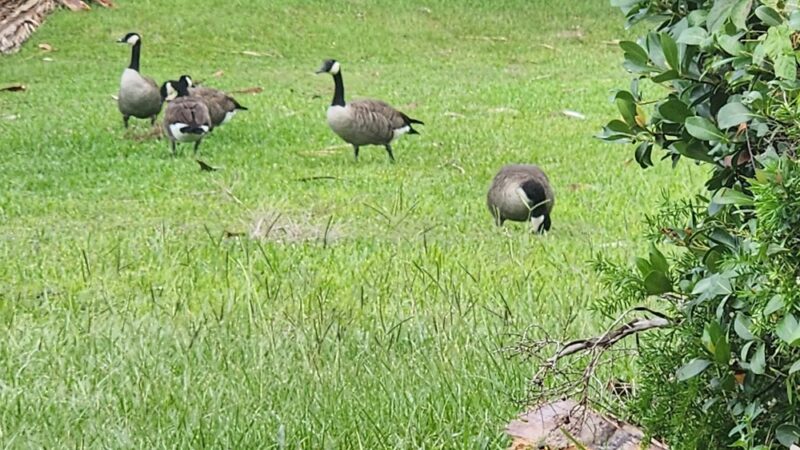 Bettes Park - Jacksonville, FL
