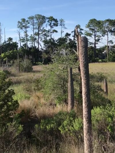 Castaway Island Preserve - Jacksonville, FL