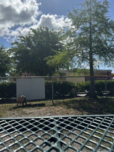 Dog Park at Love’s Travel Stops - Jacksonville, FL