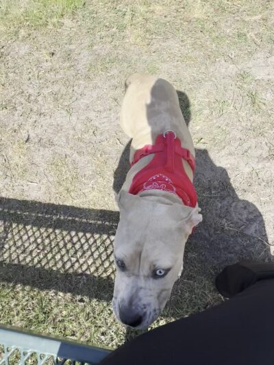 Dog Park at Love’s Travel Stops - Jacksonville, FL
