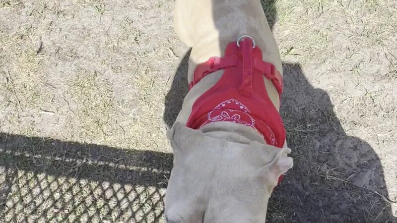 Dog Park at Love’s Travel Stops - Jacksonville, FL