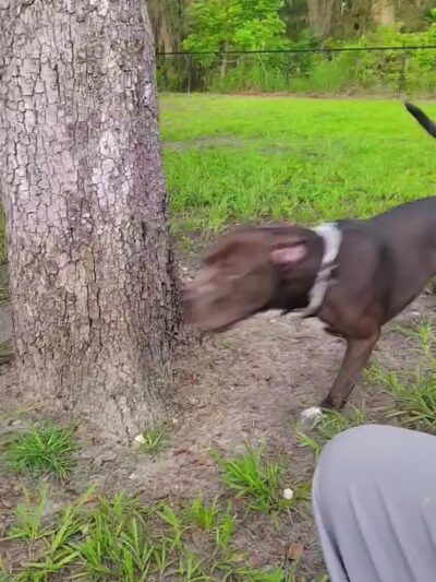 Dog Park at Love's Travel Stops - Jacksonville, FL