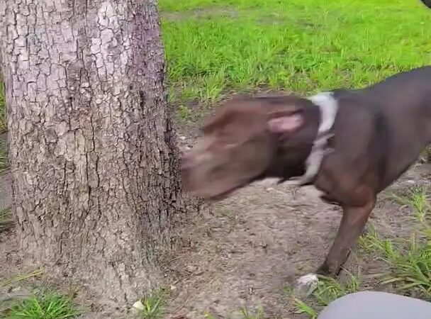 Dog Park at Love's Travel Stops - Jacksonville, FL