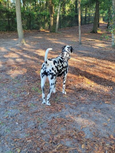 Ed Austin Regional Park - Jacksonville, FL