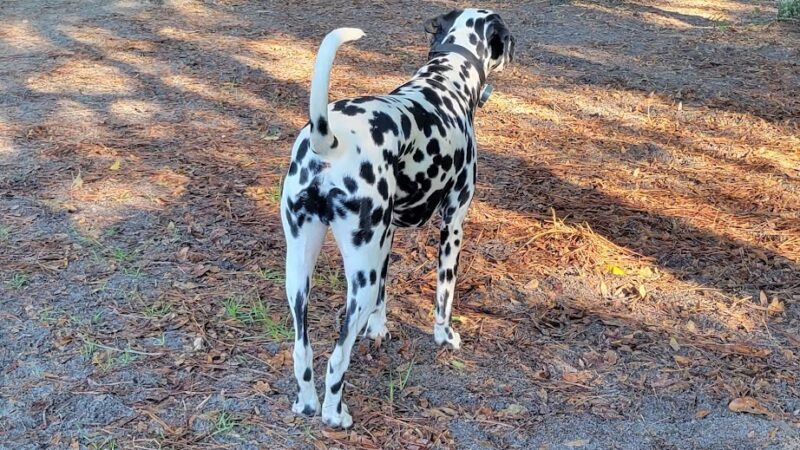 Ed Austin Regional Park - Jacksonville, FL