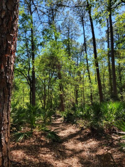 Lovelace Park - Jacksonville, FL